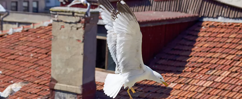 Residential Chimney Animal Removal Solution in Fargo, ND